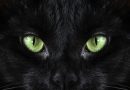 Gatto nero: storia, culture e verità oltre il mito