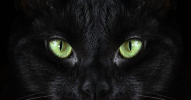 Gatto nero: storia, culture e verità oltre il mito