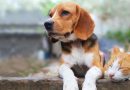 Cani e gatti accordo storico in Ue: microchip obbligatorio e stop agli allevamenti “estremi”