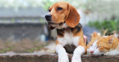 Cani e gatti accordo storico in Ue: microchip obbligatorio e stop agli allevamenti “estremi”