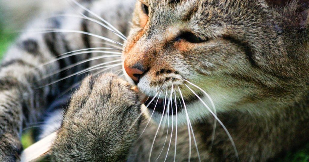 gatto mastica
