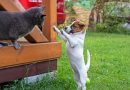 Problem solving per cani e gatti: più di un gioco, un bisogno di specie