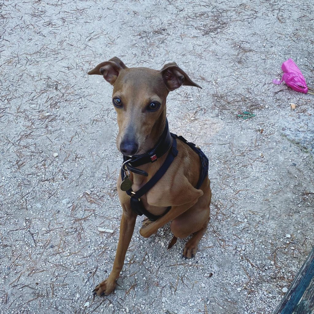 Piccolo Levriero un cane "nevrile",
