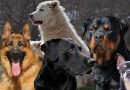 Razza eredità e carattere del cane: la lezione di Roberto Marchesini che dovremmo riascoltare più volte