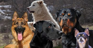 Razza eredità e carattere del cane: la lezione di Roberto Marchesini che dovremmo riascoltare più volte