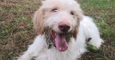 Un giorno da Searching Dog: capire davvero un cane da caccia senza andare a caccia