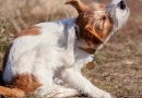 Antiparassitari per cani e gatti: guida efficacia, sicurezza e uso consapevole