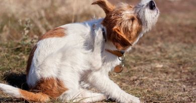 Antiparassitari per cani e gatti: guida efficacia, sicurezza e uso consapevole