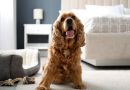 Dal 7 febbraio parte il corso che forma i professionisti del dog management turistico Dal 7 febbraio parte il corso che forma i professionisti del dog management turistico