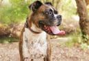 Boxer: carattere, aspetto e origini