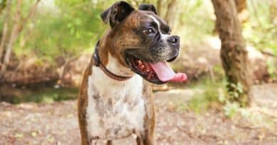 Boxer: carattere, aspetto e origini