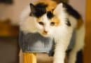 Cani e gatti specialmente abili: convivenza, comunicazione e cura