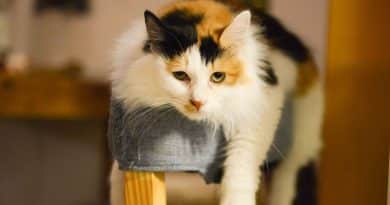 Cani e gatti specialmente abili: convivenza, comunicazione e cura