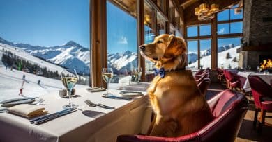 Dog Friendly o Dog Washing? Quando l’inclusione del cane diventa puro marketing (con ciotole da 120 euro) Dog Friendly o Dog Washing? Quando l’inclusione del cane diventa puro marketing (con ciotole da 120 euro)