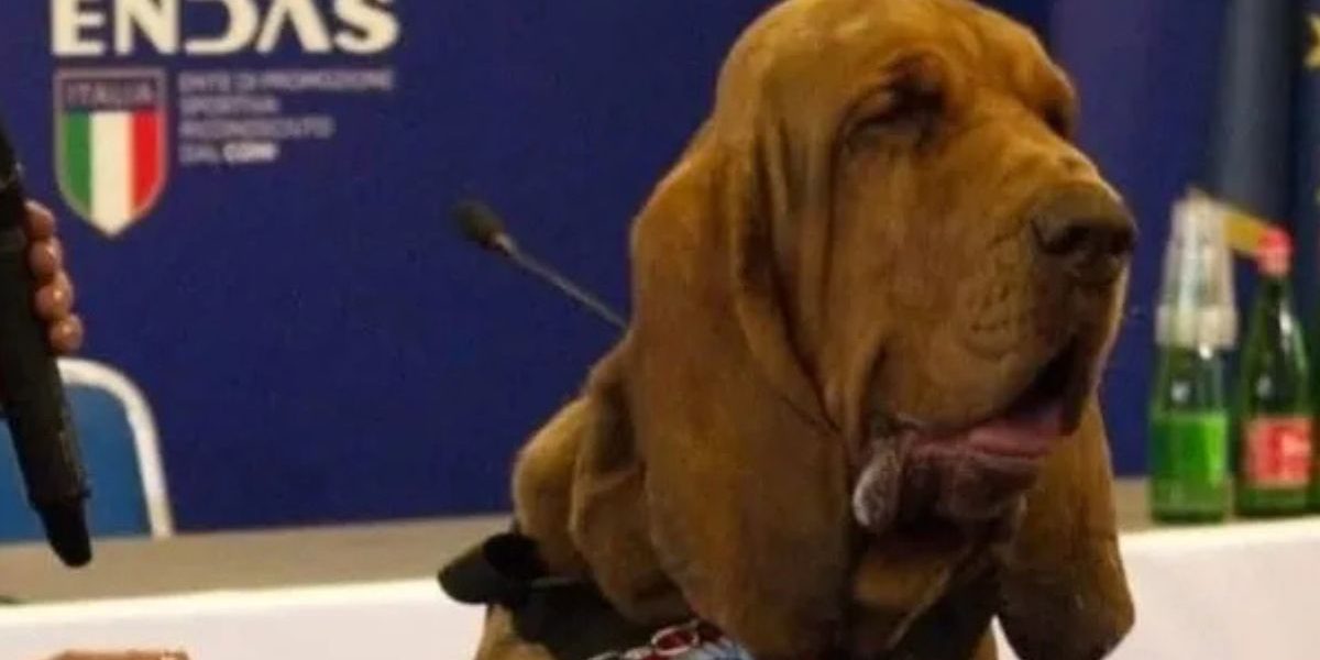 Bruno, il bloodhound che salvò nove vite: morte simulata Bruno, il bloodhound che salvò nove vite: morte simulata