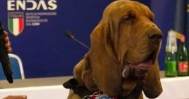 Bruno, il bloodhound che salvò nove vite: morte simulata Bruno, il bloodhound che salvò nove vite: morte simulata