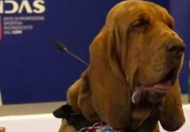 Bruno, il bloodhound che salvò nove vite: morte simulata Bruno, il bloodhound che salvò nove vite: morte simulata