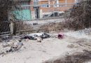 Colonia felina devastata a Nichelino nella notte di Capodanno