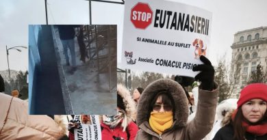 Orrore in Romania: 15.000 cani uccisi nel canile di Suraia. L’analisi di Sara Turetta