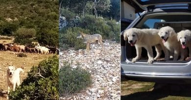 Coesistenza con il lupo in Puglia. Intervista al professor Antonio Camarda