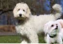 Maltipoo e Labradoodle: tutti pazzi per gli incroci più trendy