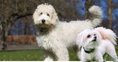 Maltipoo e Labradoodle: tutti pazzi per gli incroci più trendy