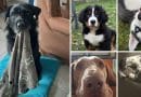 Educazione cinofila a domicilio in Brianza: entrare nelle vite degli altri, prima che lavorare col cane