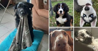 Educazione cinofila a domicilio in Brianza: entrare nelle vite degli altri, prima che lavorare col cane
