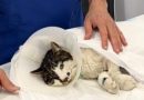 “È solo un gatto.” No. Chi pensa questo fa schifo. Giustizia per Rosi.