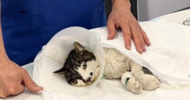 “È solo un gatto.” No. Chi pensa questo fa schifo. Giustizia per Rosi.