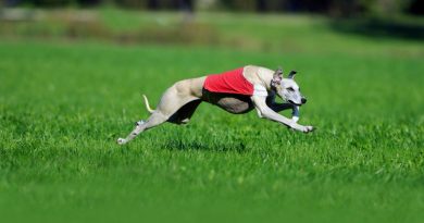 Pista dei levrieri di Maserada: il Consiglio di Stato chiude la disputa. Le associazioni animaliste perdono su tutti i fronti Pista dei levrieri di Maserada: il Consiglio di Stato chiude la disputa. Le associazioni animaliste perdono su tutti i fronti