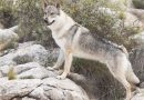 Razze “pericolose”: Il Cane Lupo Cecoslovacco