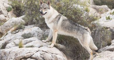 Razze “pericolose”: Il Cane Lupo Cecoslovacco