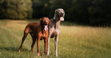 Marzo a Searching Dog: un mese tra radici, naso e relazione