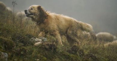 Perché esistono i cani da guardiania: guarda il talk con Project Abruzzi