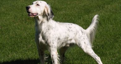 Maggio con Searching Dog: riporto, simulazione venatoria e una gita al lago