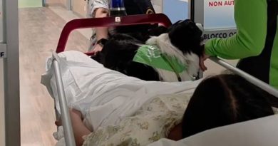 La “dog therapy” non esiste. All’Ospedale Martini di Torino i cani entrano in sala operatoria con i bambini: ecco di cosa si tratta davvero