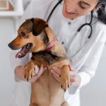 Un cane durante una visita veterinaria