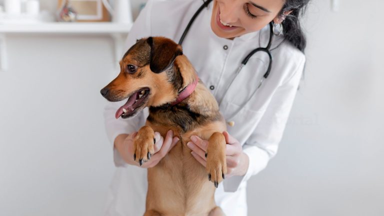 Un cane durante una visita veterinaria