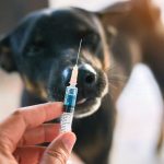 Rabbia nel cane: prevenzione e vaccinazione