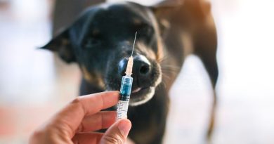 Rabbia nel cane: prevenzione e vaccinazione