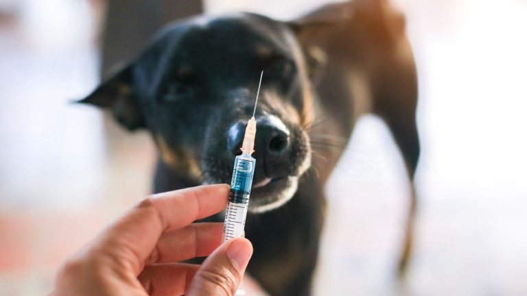 Rabbia nel cane: prevenzione e vaccinazione