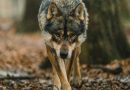 Lupi che predano cani. Ne parliamo con Adriano Argenio, medico veterinario faunista