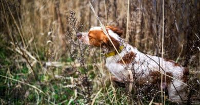 Caccia, cinofilia e tutela dell’ambiente: un trilemma risolvibile?