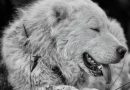 Il cane che la Majella sceglierebbe non vincerà mai un ring