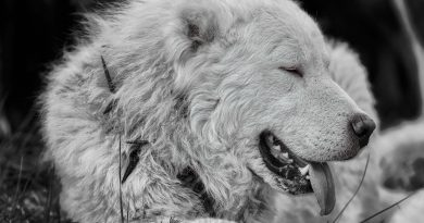 Il cane che la Majella sceglierebbe non vincerà mai un ring