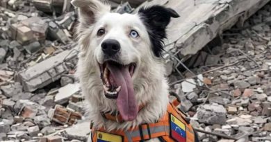 Tsunami, il border collie che cerca la vita sotto le macerie del Venezuela
