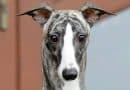 Cos’è un’esposizione canina?