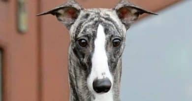 Cos’è un’esposizione canina?