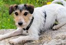 Parson Russell Terrier: storia, carattere e motivazioni di un terrier che non finge di essere altro